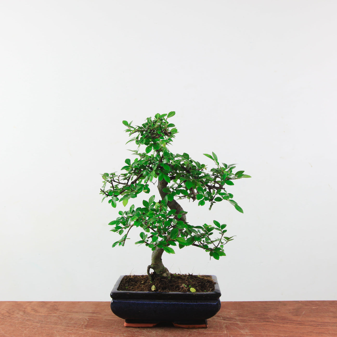 Bonsai Ulmus Parvifolia 'Chinese iep'