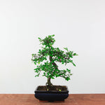 Bonsai Ulmus Parvifolia 'Chinese iep'