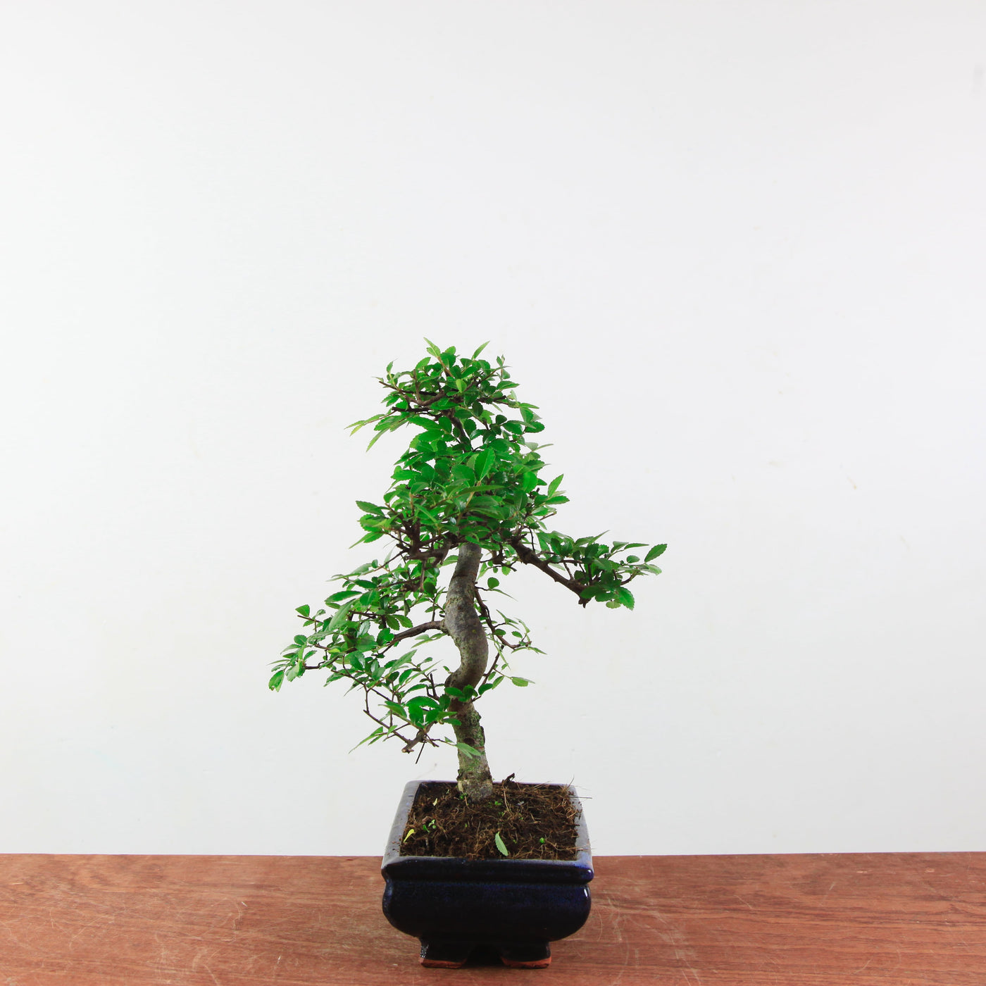 Bonsai Ulmus Parvifolia 'Chinese iep'