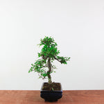 Bonsai Ulmus Parvifolia 'Chinese iep'