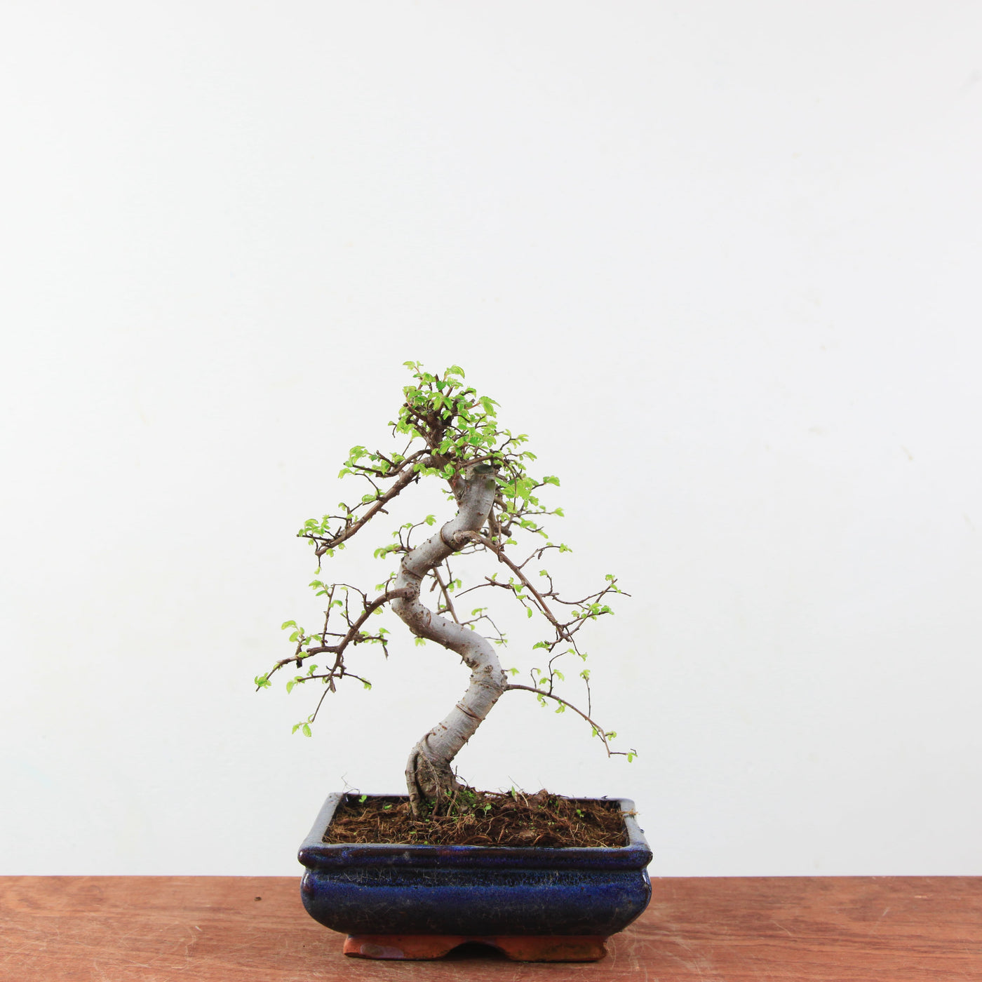 Bonsai Ulmus Parvifolia 'Chinese iep'