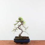 Bonsai Ulmus Parvifolia 'Chinese iep'