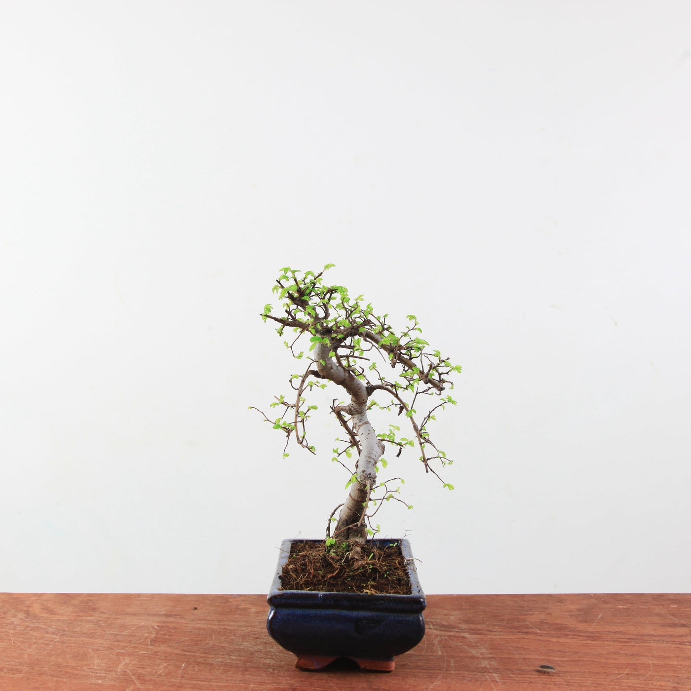 Bonsai Ulmus Parvifolia 'Chinese iep'