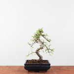 Bonsai Ulmus Parvifolia 'Chinese iep'