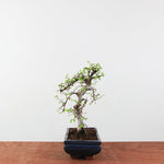 Bonsai Ulmus Parvifolia 'Chinese iep'