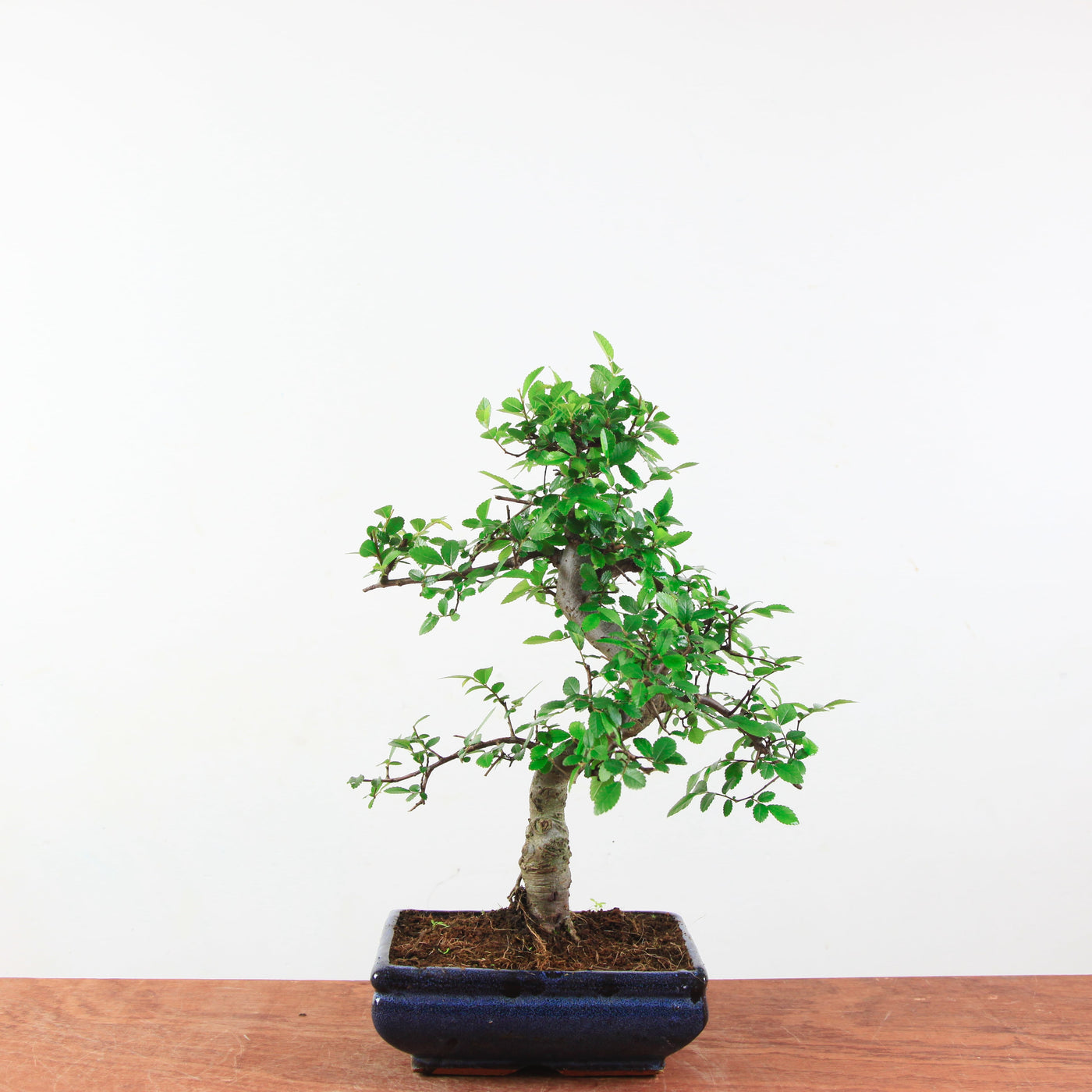 Bonsai Ulmus Parvifolia 'Chinese iep'
