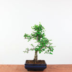 Bonsai Ulmus Parvifolia 'Chinese iep'