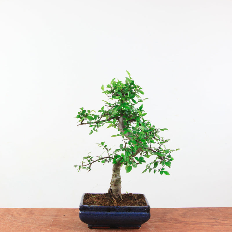 Bonsai Ulmus Parvifolia 'Chinese iep'