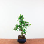 Bonsai Ulmus Parvifolia 'Chinese iep'