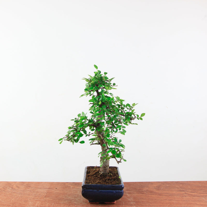 Bonsai Ulmus Parvifolia 'Chinese iep'