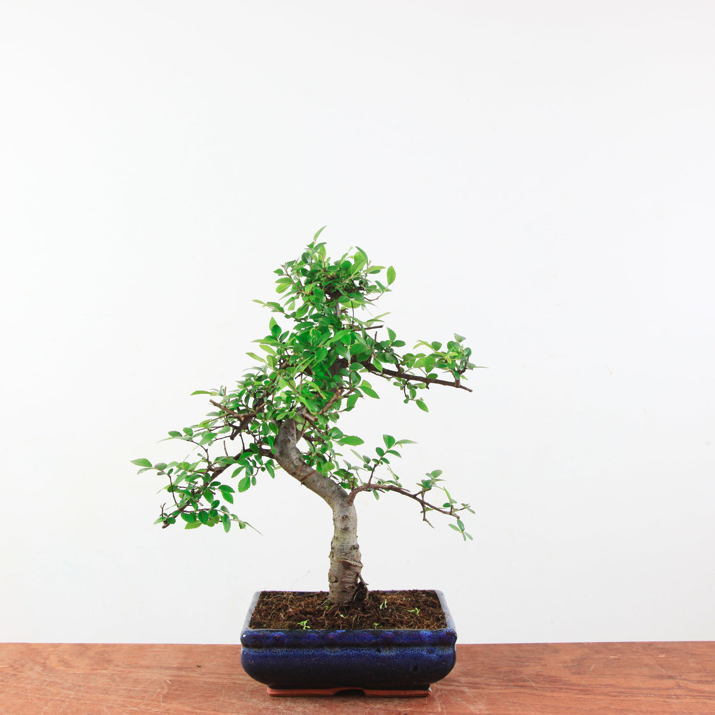 Bonsai Ulmus Parvifolia 'Chinese iep'