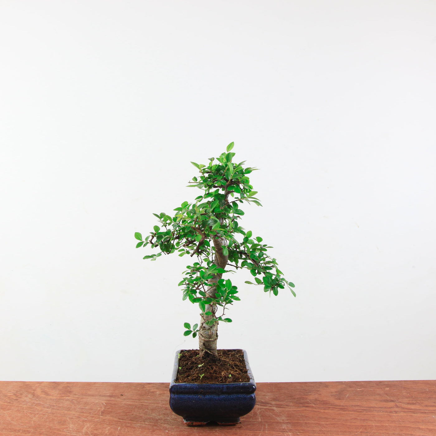 Bonsai Ulmus Parvifolia 'Chinese iep'