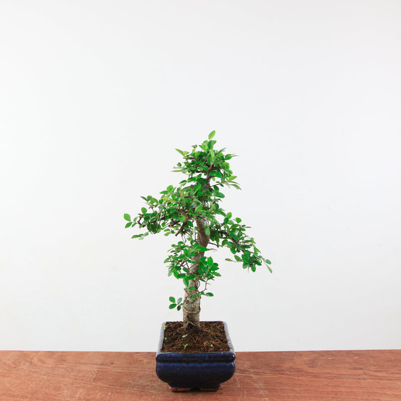 Bonsai Ulmus Parvifolia 'Chinese iep'