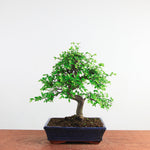 Bonsai Ulmus Parvifolia 'Chinese iep'