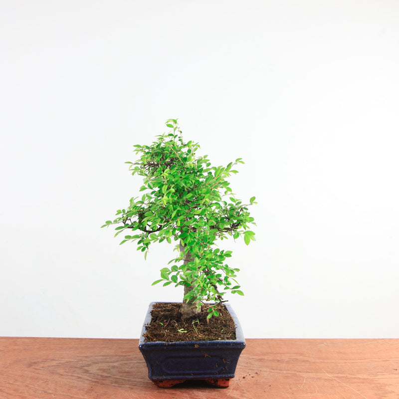 Bonsai Ulmus Parvifolia 'Chinese iep'