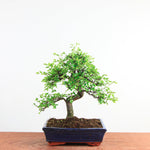 Bonsai Ulmus Parvifolia 'Chinese iep'