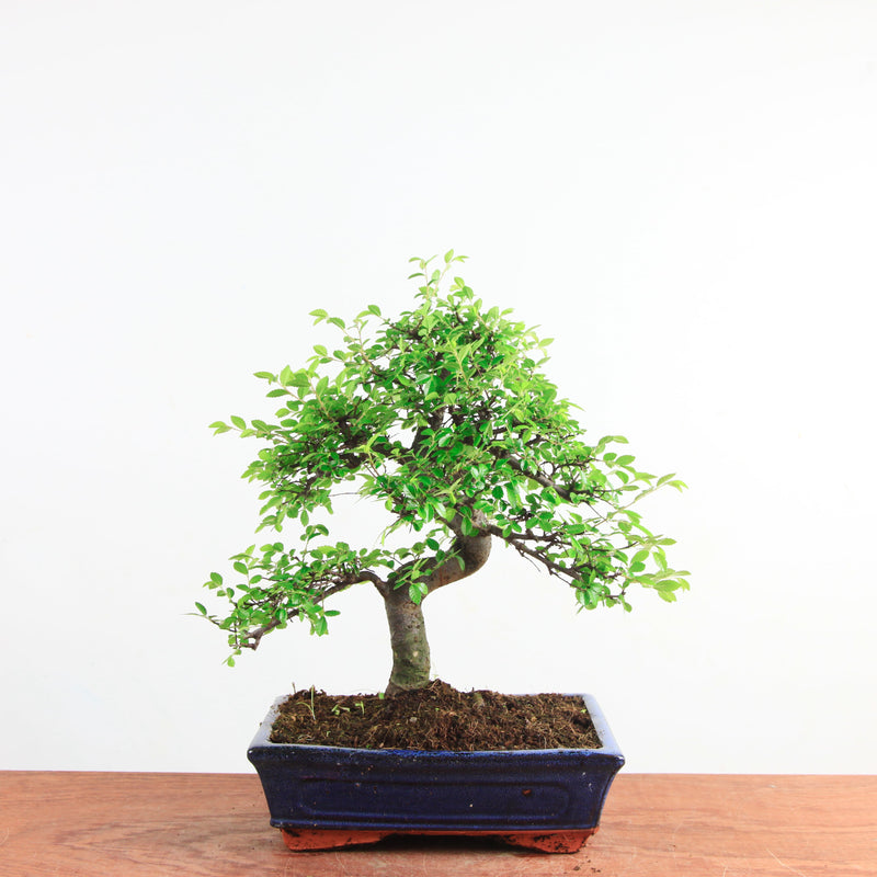 Bonsai Ulmus Parvifolia 'Chinese iep'