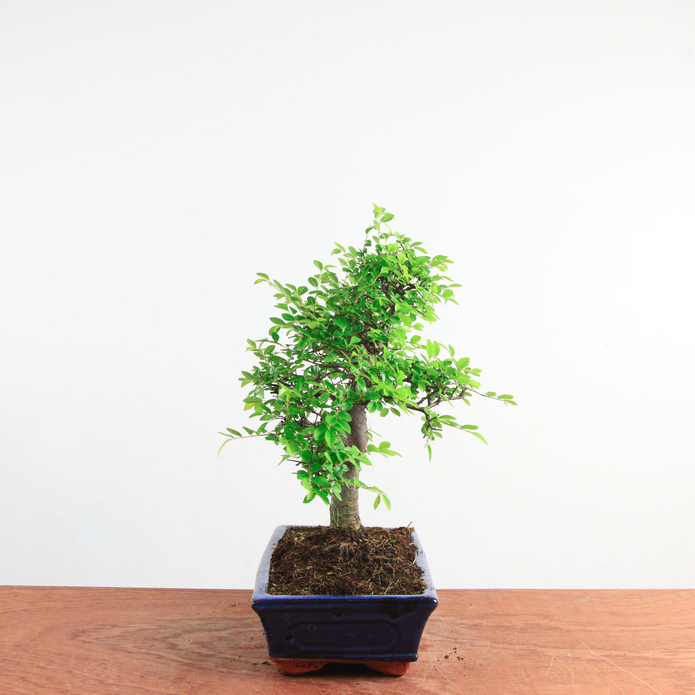 Bonsai Ulmus Parvifolia 'Chinese iep'