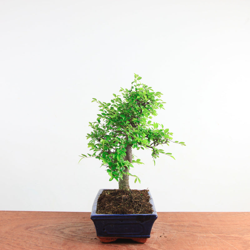 Bonsai Ulmus Parvifolia 'Chinese iep'