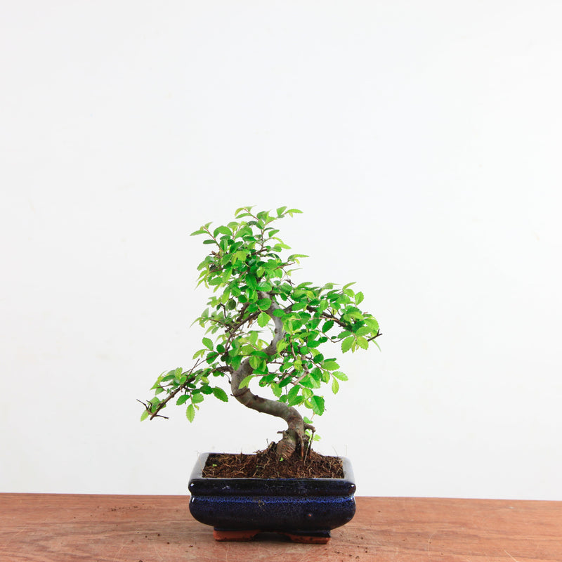 Bonsai Ulmus Parvifolia 'Chinese iep'