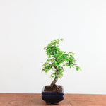 Bonsai Ulmus Parvifolia 'Chinese iep'