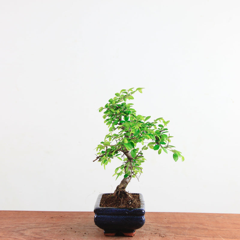 Bonsai Ulmus Parvifolia 'Chinese iep'