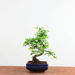 Bonsai Ulmus Parvifolia 'Chinese iep'