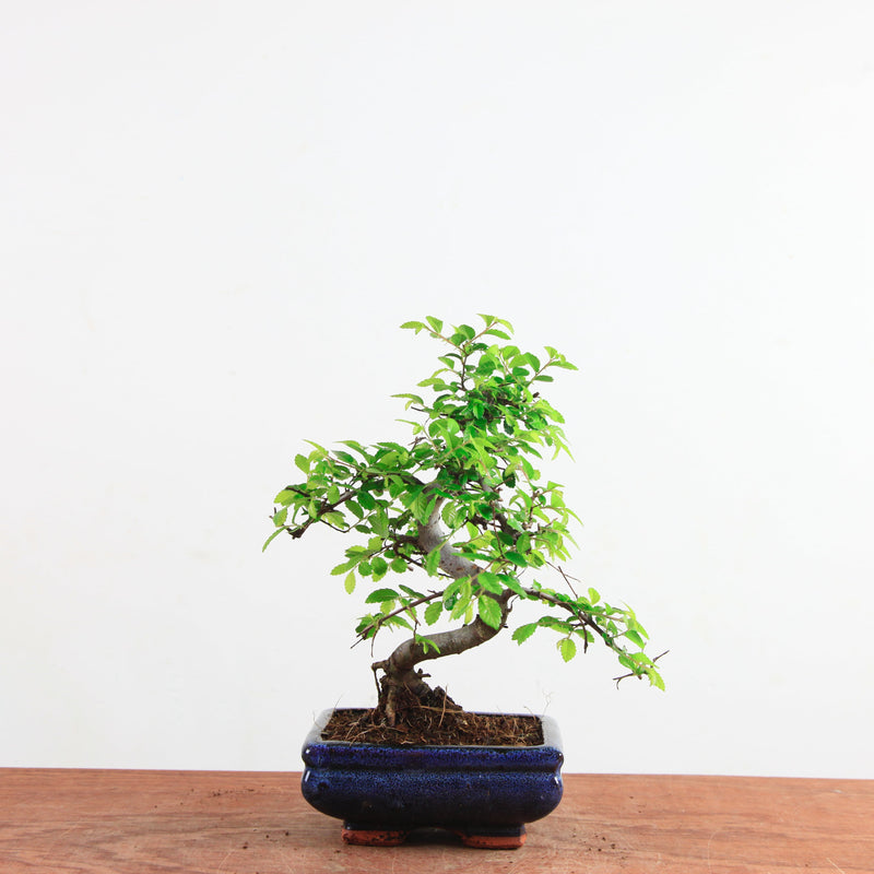 Bonsai Ulmus Parvifolia 'Chinese iep'