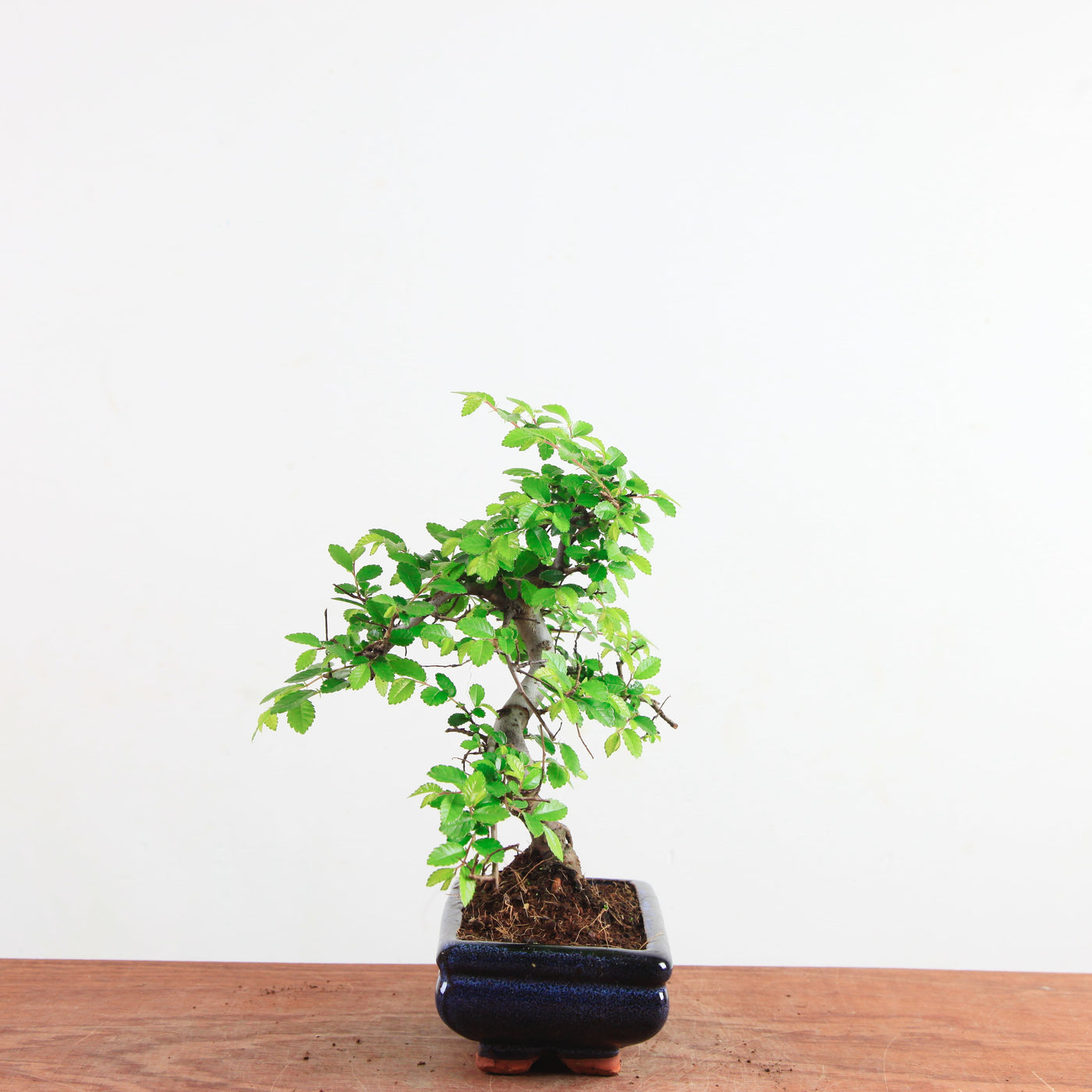 Bonsai Ulmus Parvifolia 'Chinese iep'