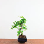 Bonsai Ulmus Parvifolia 'Chinese iep'