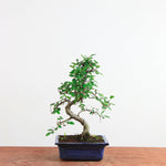 Bonsai Ulmus Parvifolia 'Chinese iep'
