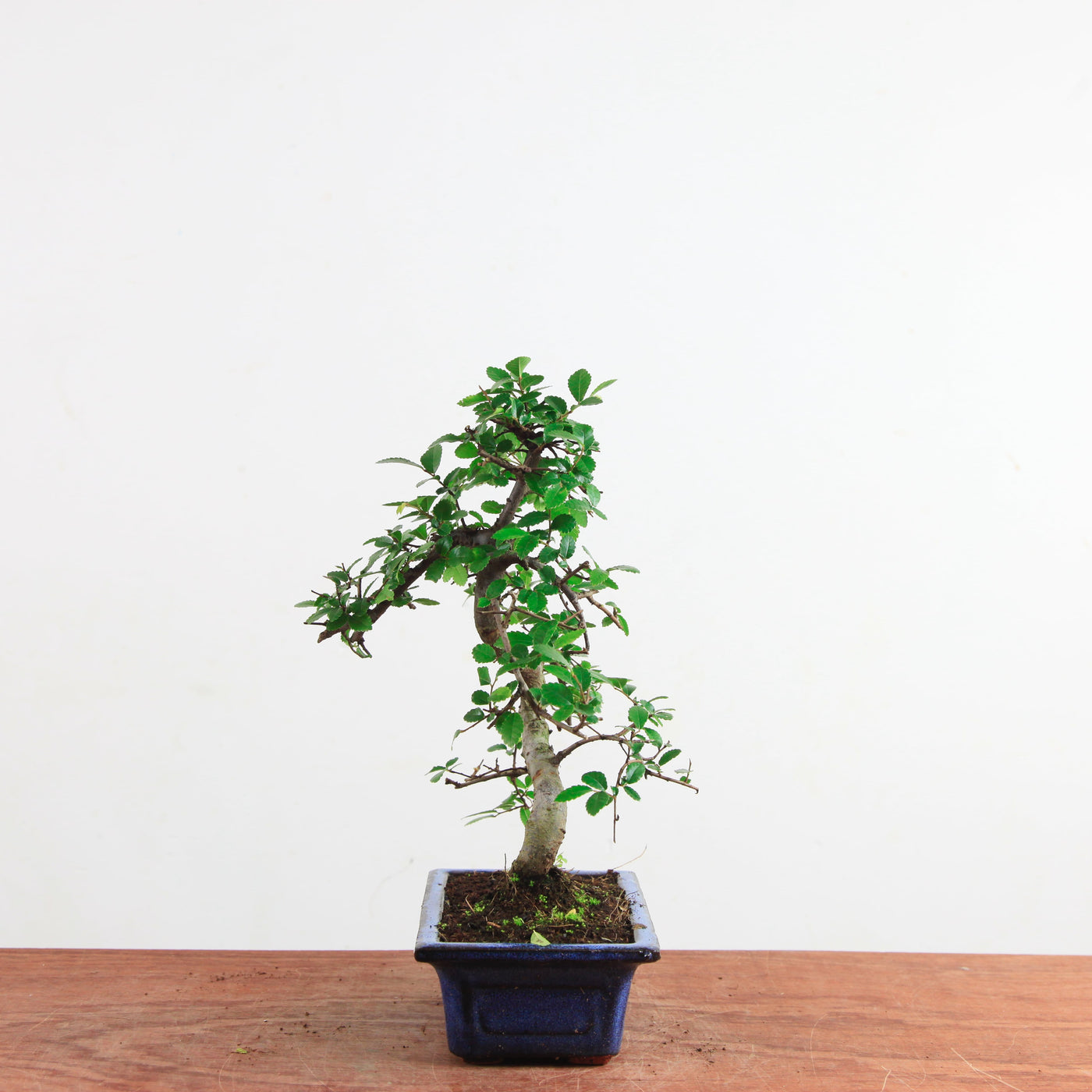 Bonsai Ulmus Parvifolia 'Chinese iep'