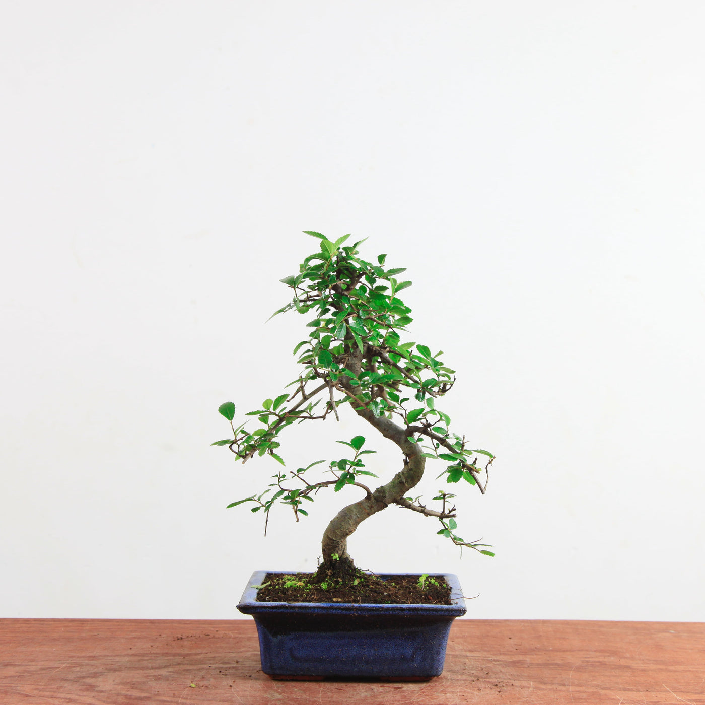 Bonsai Ulmus Parvifolia 'Chinese iep'