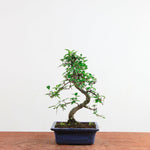 Bonsai Ulmus Parvifolia 'Chinese iep'