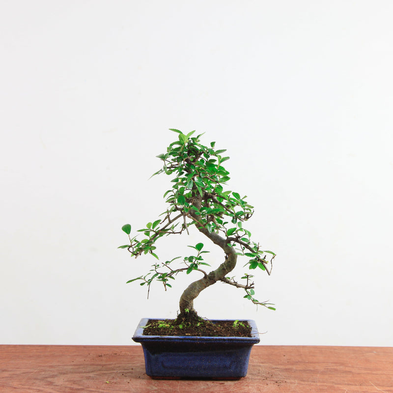 Bonsai Ulmus Parvifolia 'Chinese iep'