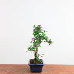 Bonsai Ulmus Parvifolia 'Chinese iep'