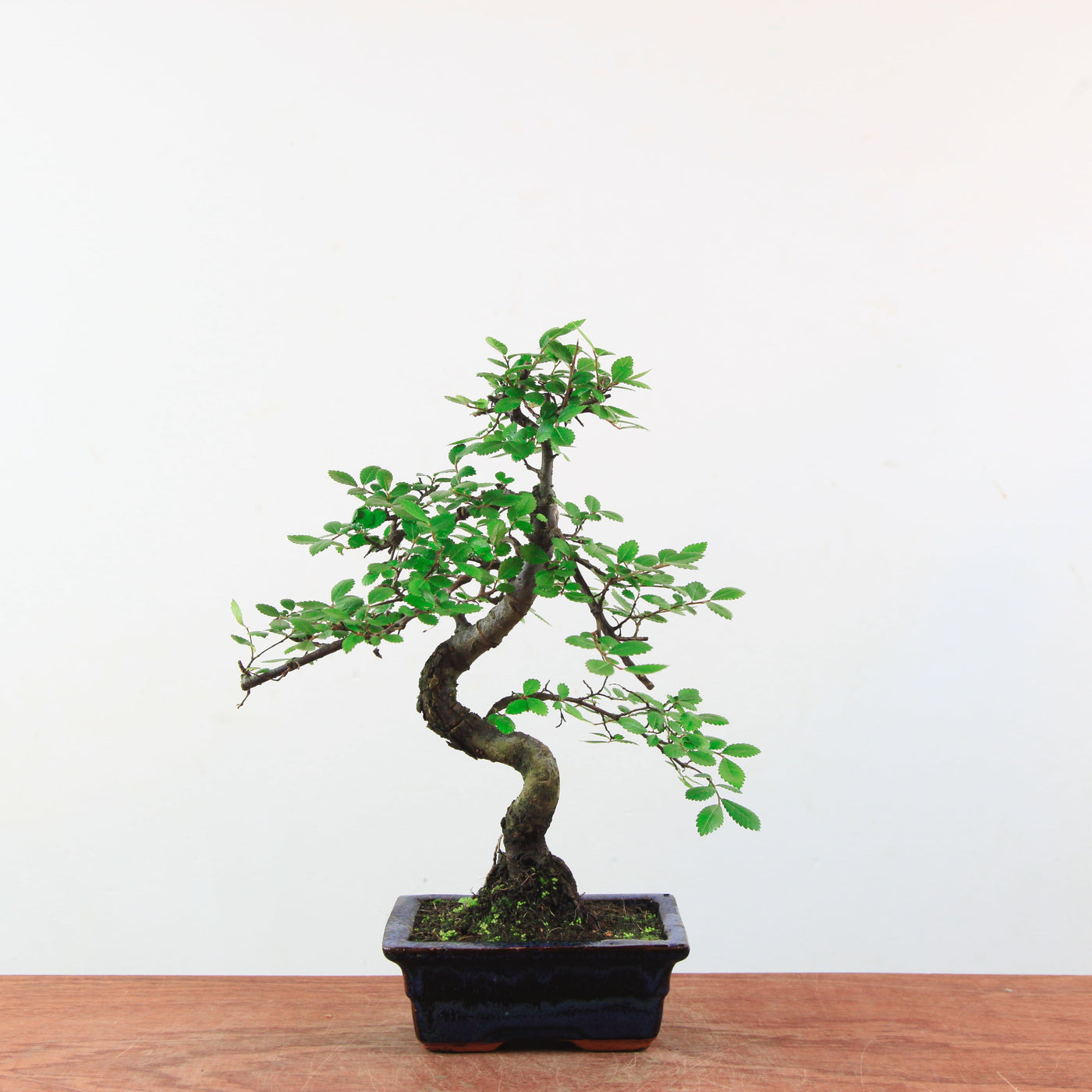 Bonsai Ulmus Parvifolia 'Chinese iep'