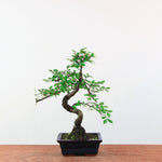 Bonsai Ulmus Parvifolia 'Chinese iep'