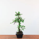 Bonsai Ulmus Parvifolia 'Chinese iep'
