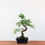 Bonsai Ulmus Parvifolia 'Chinese iep'