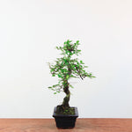 Bonsai Ulmus Parvifolia 'Chinese iep'