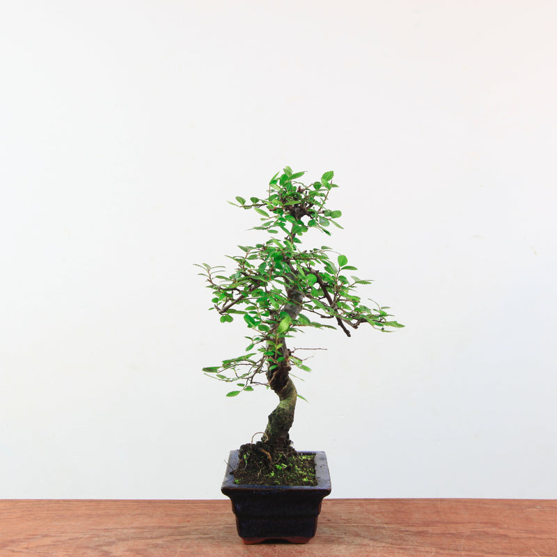 Bonsai Ulmus Parvifolia 'Chinese iep'