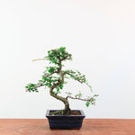 Bonsai Ulmus Parvifolia 'Chinese iep'
