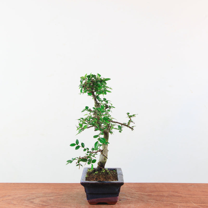 Bonsai Ulmus Parvifolia 'Chinese iep'