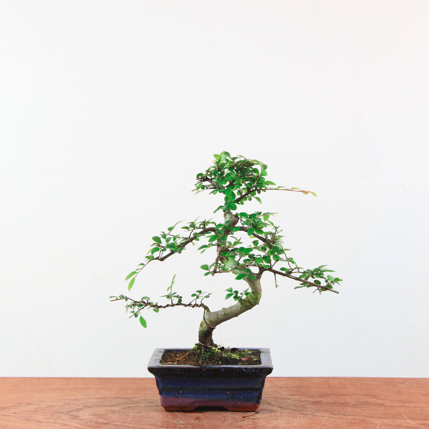 Bonsai Ulmus Parvifolia 'Chinese iep'
