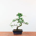 Bonsai Ulmus Parvifolia 'Chinese iep'