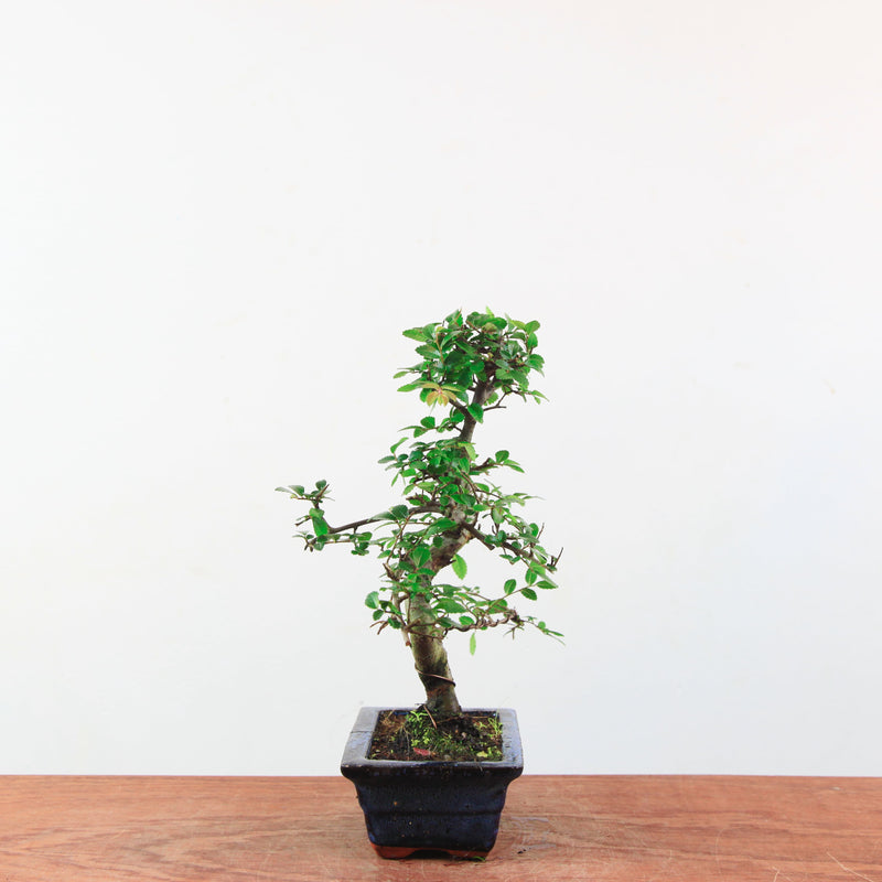 Bonsai Ulmus Parvifolia 'Chinese iep'