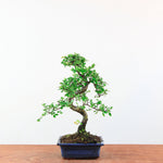 Bonsai Ulmus Parvifolia 'Chinese iep'