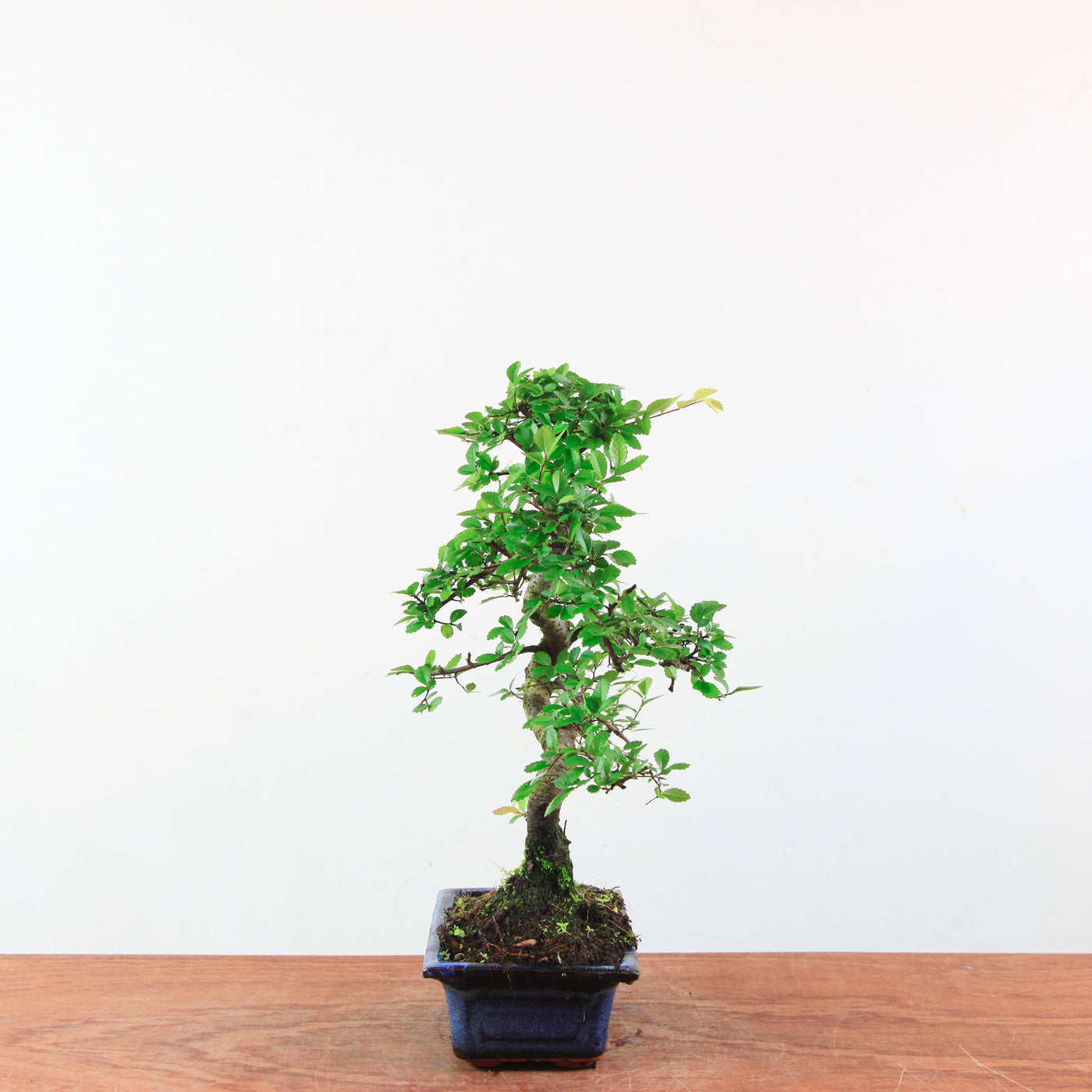 Bonsai Ulmus Parvifolia 'Chinese iep'