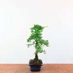 Bonsai Ulmus Parvifolia 'Chinese iep'